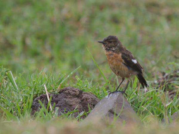 <h3><a href="/trips/tanzania/biota/animalia/chordata/aves/040 passeriformes/108 muscicapidae/saxicola torquatus/saxicola torquatus-nl.html">Saxicola&nbsp;torquatus</a> / African&nbsp;stonechat / Afrikaanse&nbsp;roodborsttapuit</h3>OM-1 Mark II met OLYMPUS M.150-400mm F4.5, 1/2000 sec  bij F4.5, ISO 1250, afstand 23.2&nbsp;m